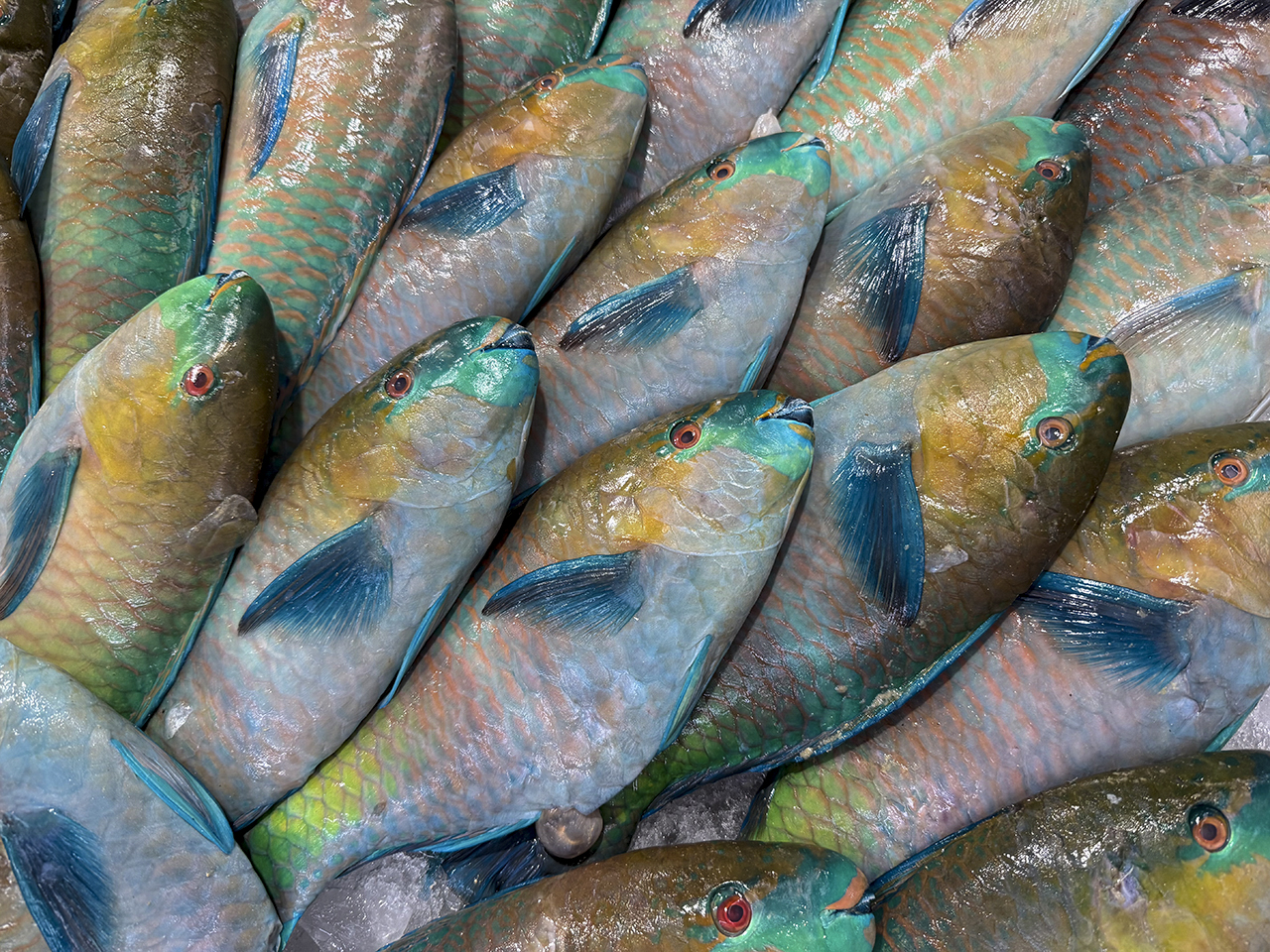 42 2026_1-FvdM-FBH-6