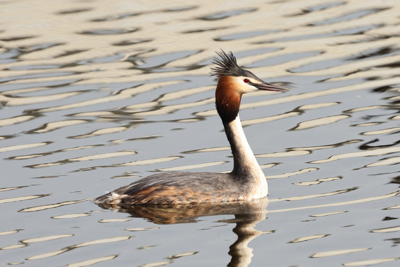 36 2026-04-02 Drieluik nr 1-Frits Bos-2K1A6172 fuut en profile, golfjes